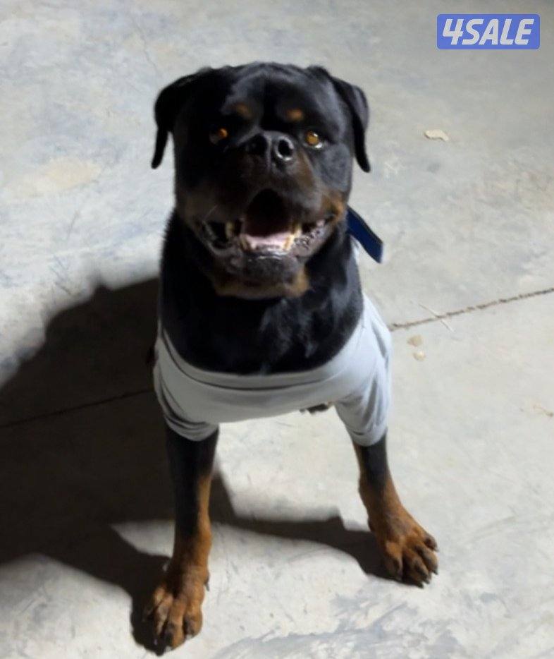 روت ذكر صربي مستوى حلو من نسل mx ((متاح تزاوج))2