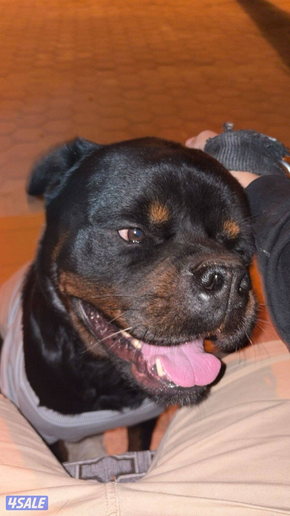 روت ذكر صربي مستوى حلو من نسل mx ((متاح تزاوج))3