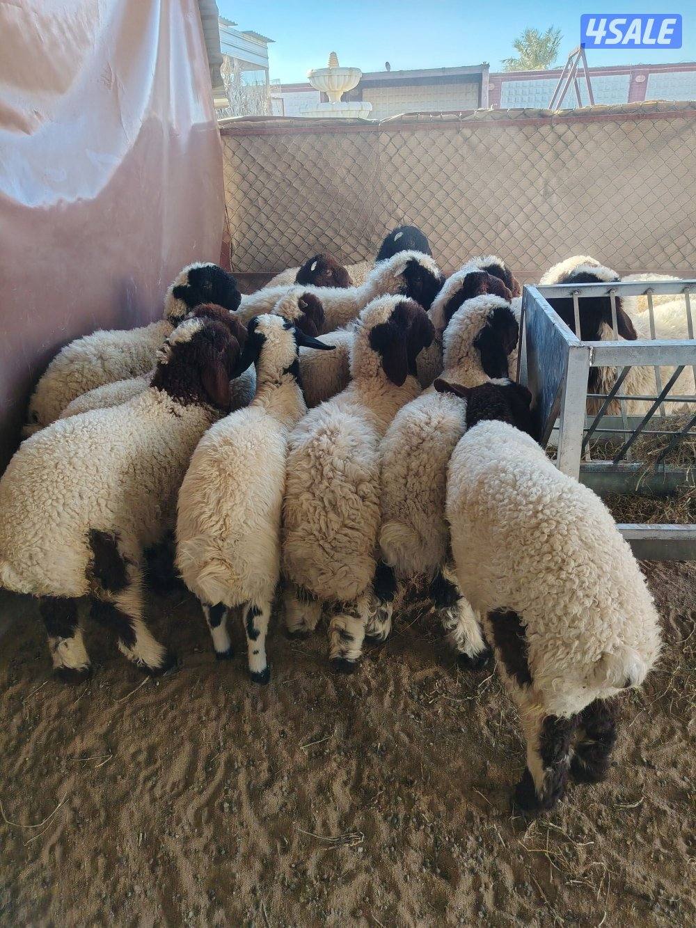 للبيع ذبايح0