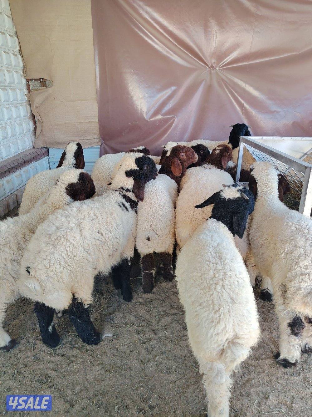 للبيع ذبايح1