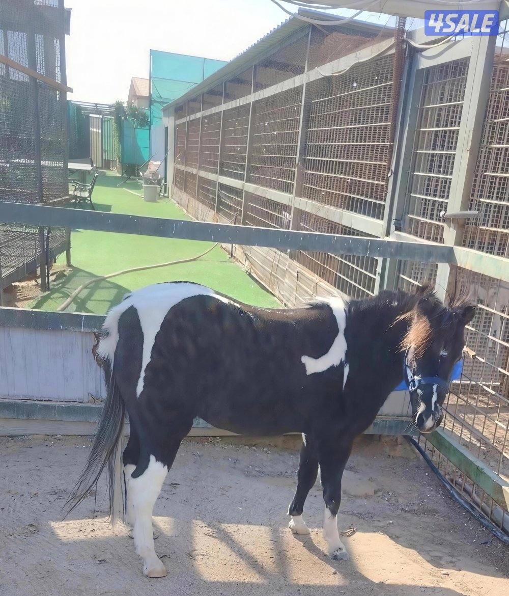 للبيع بونيه سيسي سلم1