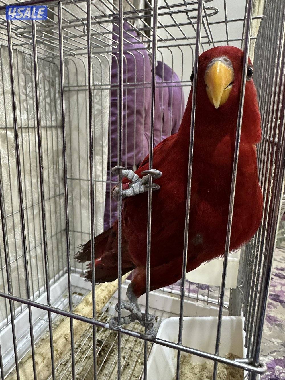 للبيع ريد لوري شرط ربوه2