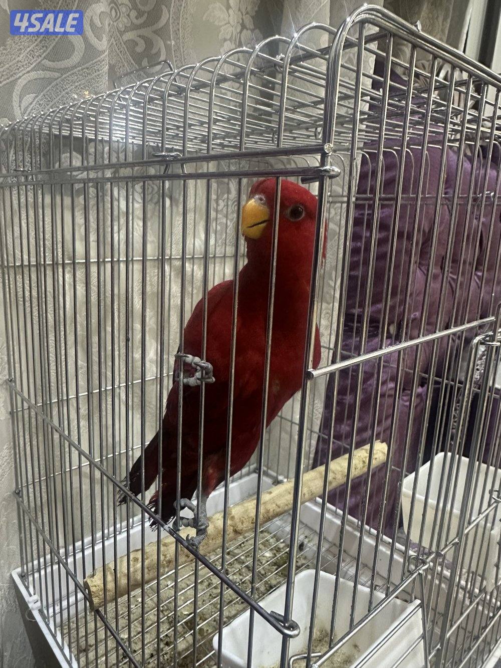 للبيع ريد لوري شرط ربوه4