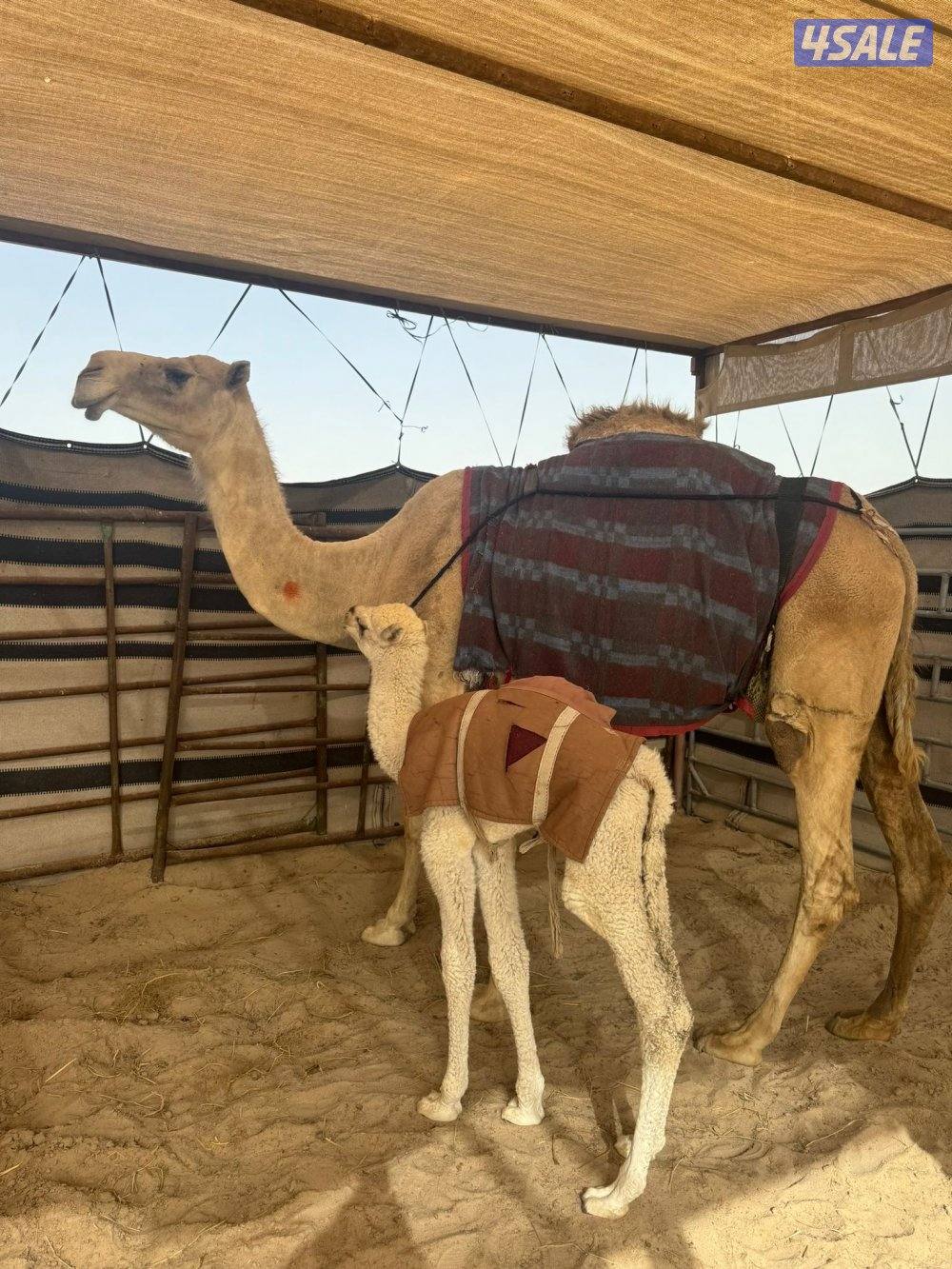 للبيع خلفه شقحا1