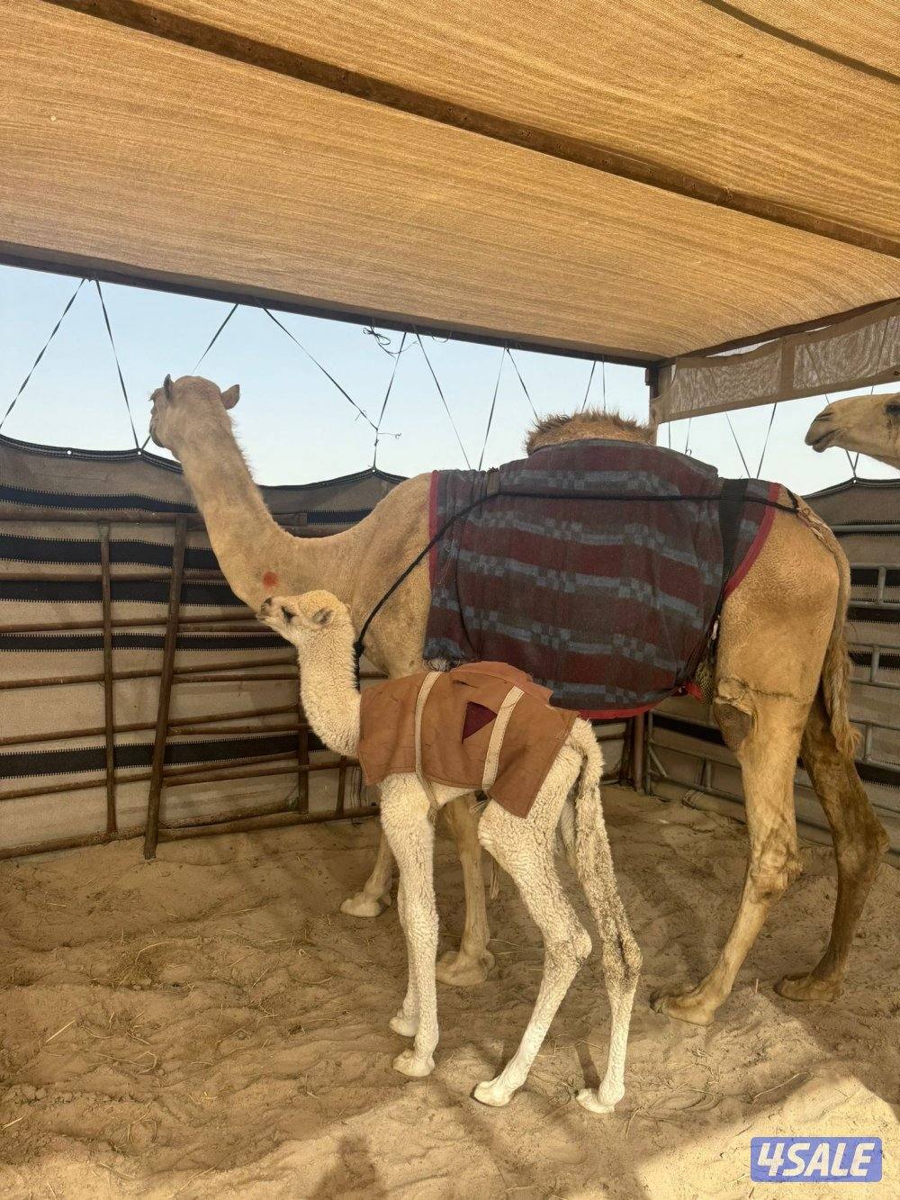 للبيع خلفه شقحا2