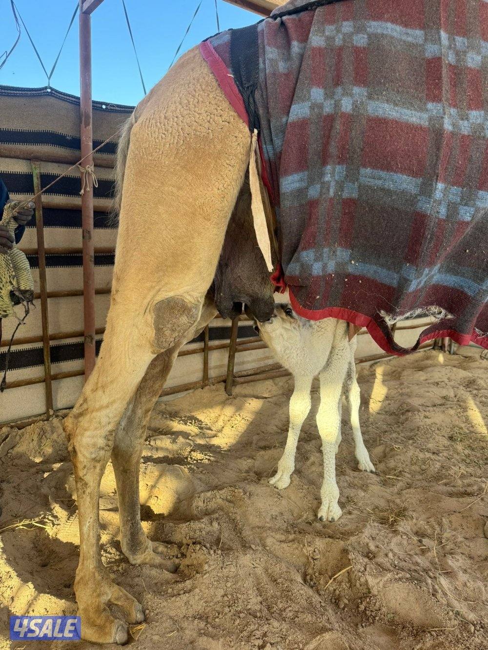 للبيع خلفه شقحا3