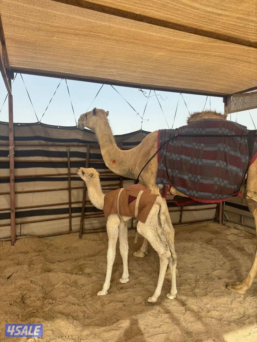 للبيع خلفه شقحا4