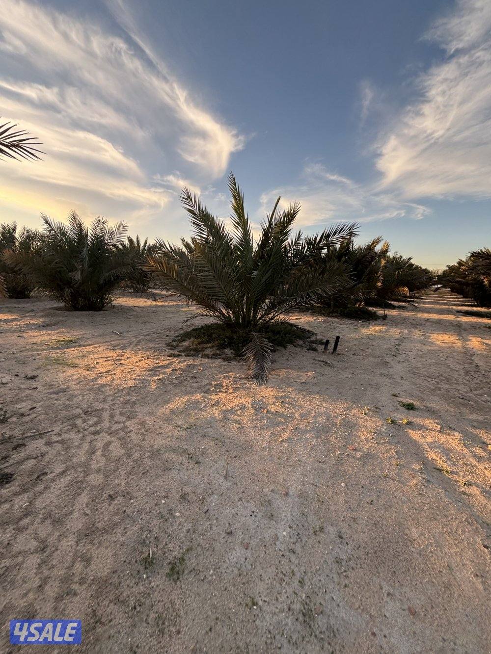 للبيع نخل مجدول تقريبا 115 حبه السعر حسب الشوف1