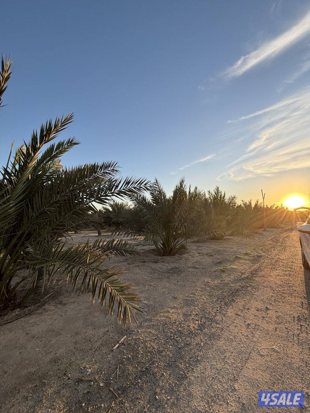 للبيع نخل مجدول تقريبا 115 حبه السعر حسب الشوف2