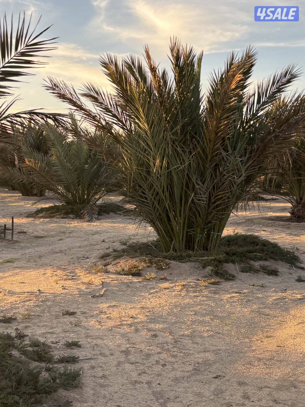 للبيع نخل مجدول تقريبا 115 حبه السعر حسب الشوف3