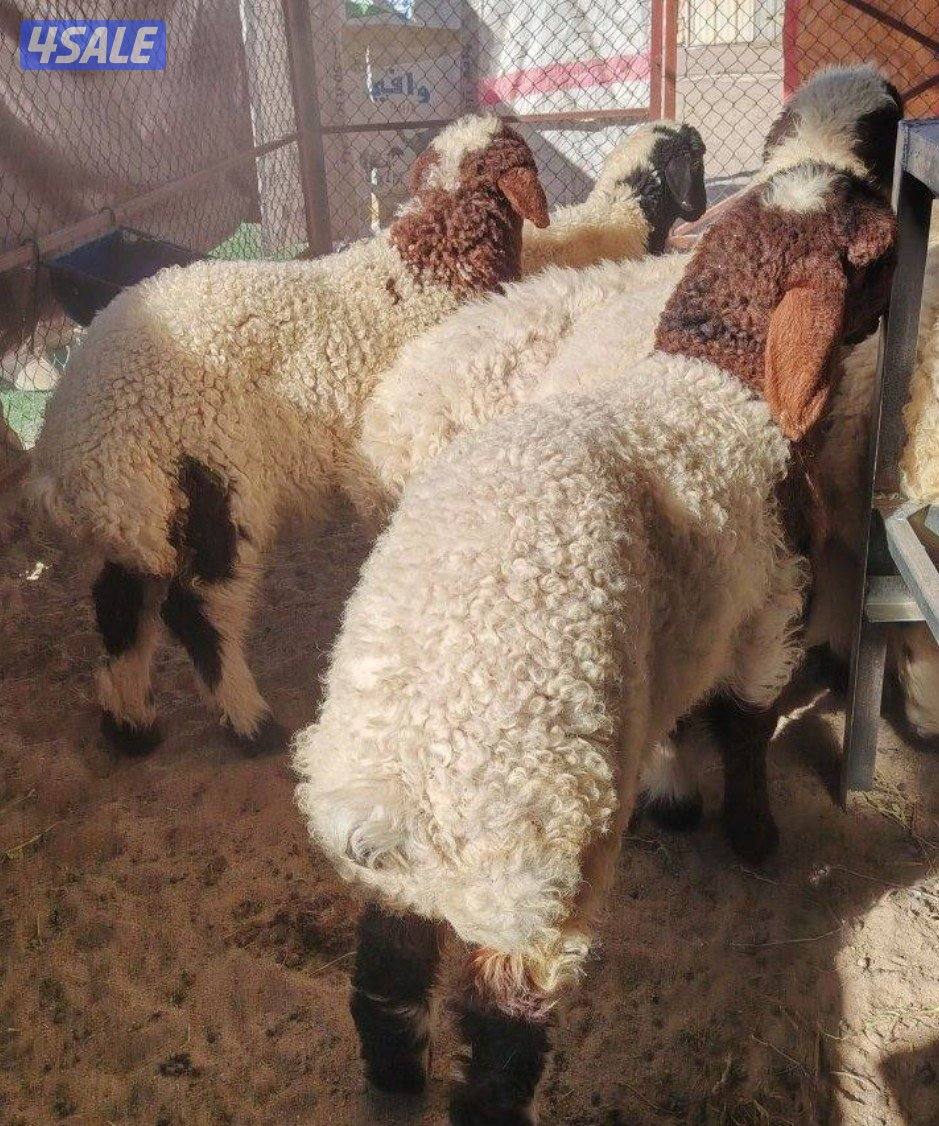 للبيع ذبايح3