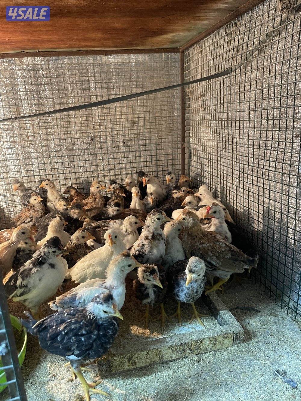 صيصان عربي قديم0