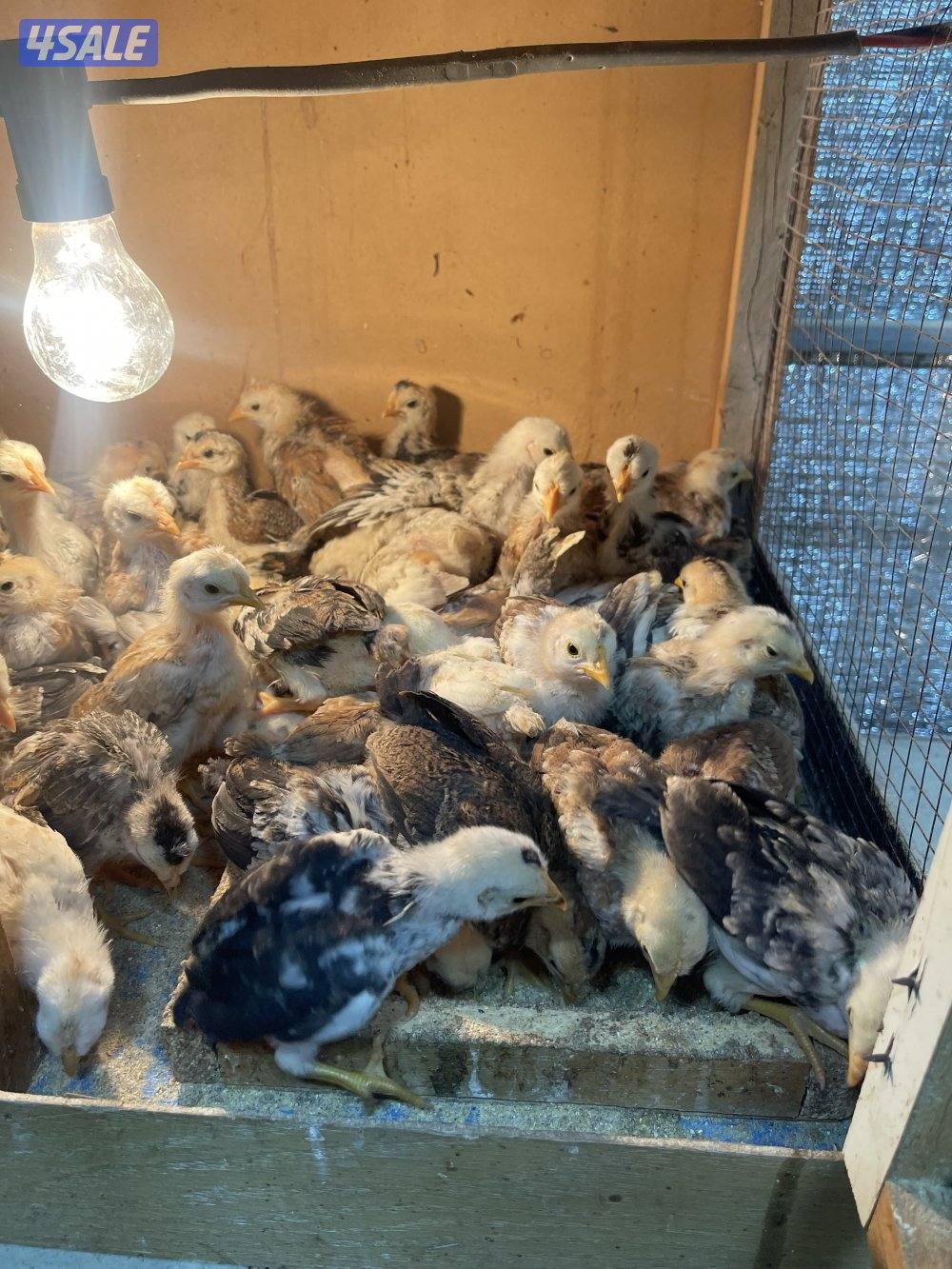 صيصان عربي قديم2