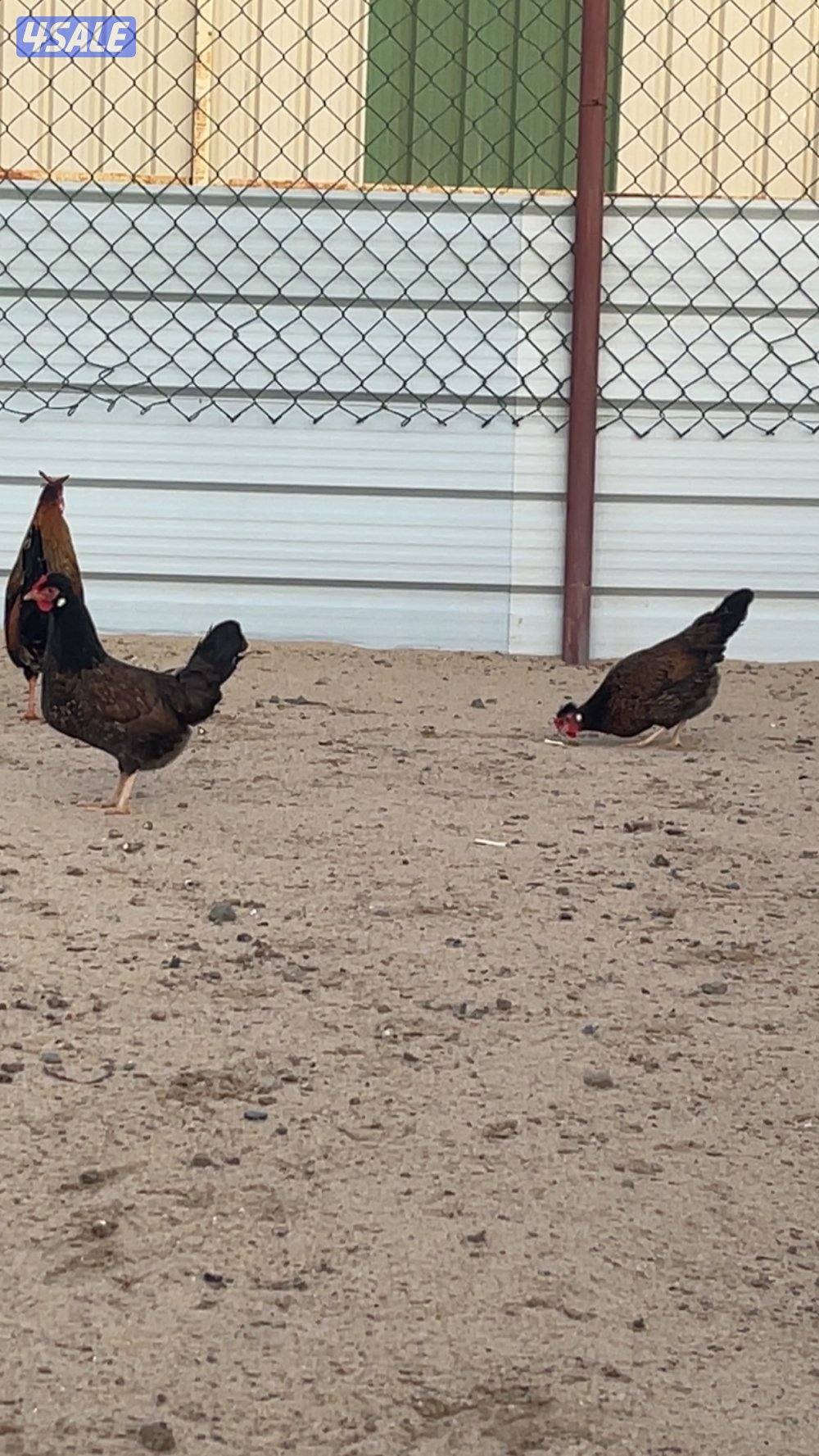 صيصان عربي قديم1