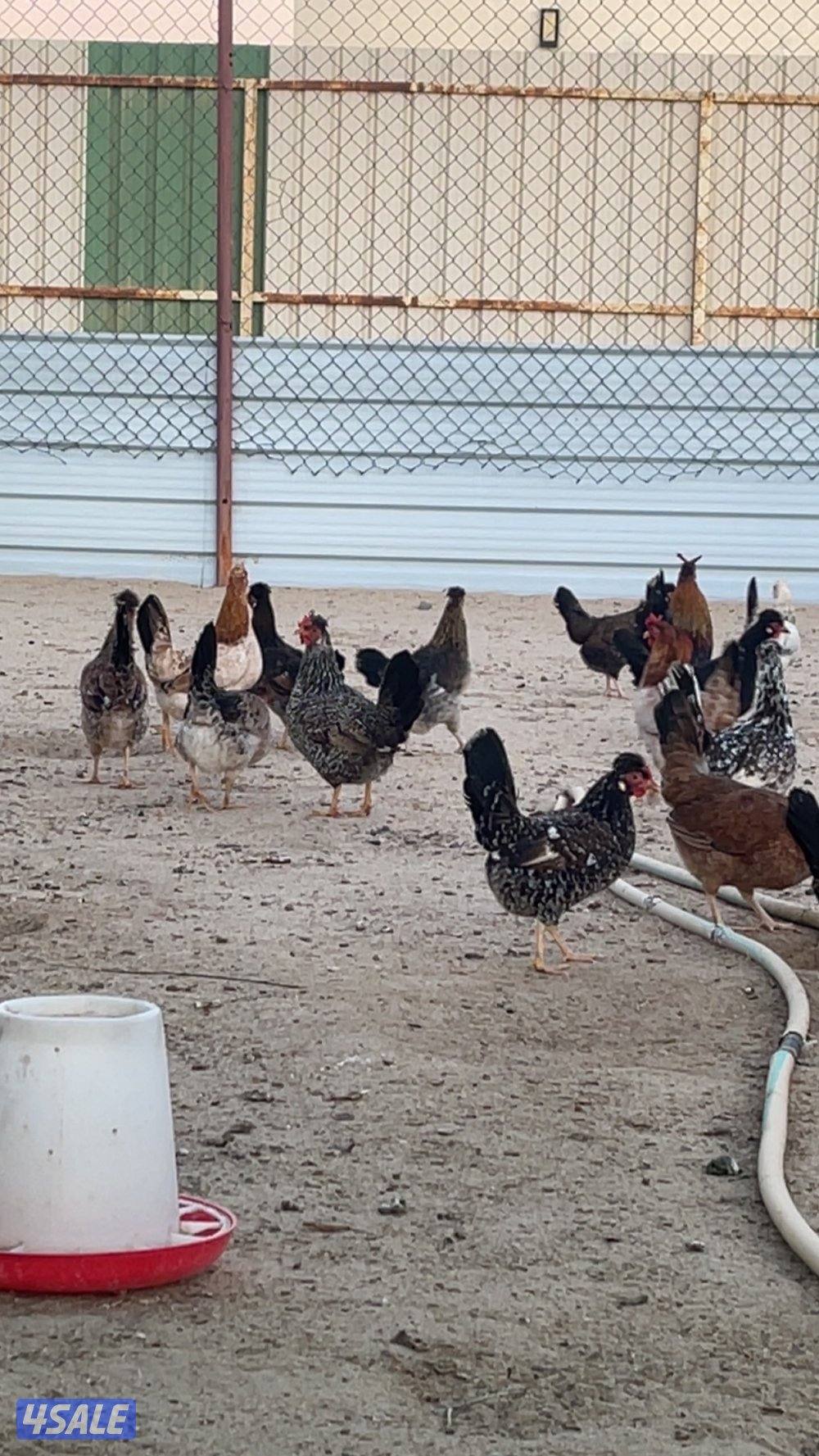 صيصان عربي قديم3