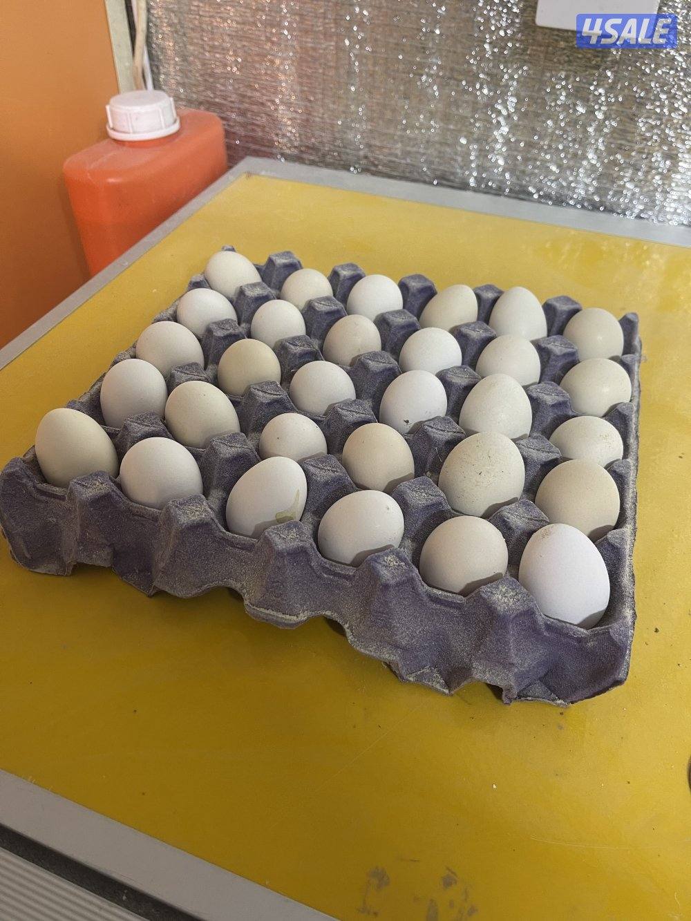 صيصان عربي قديم4