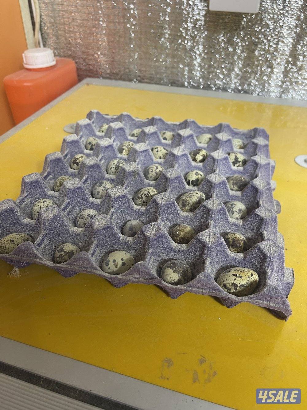 صيصان عربي قديم5