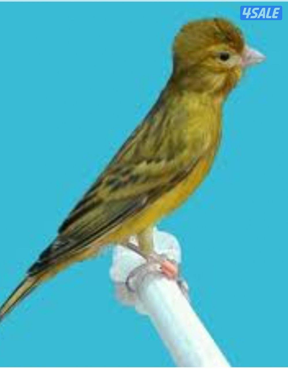 مطلوب اثناي كناري زار ، شرط جاهزه0