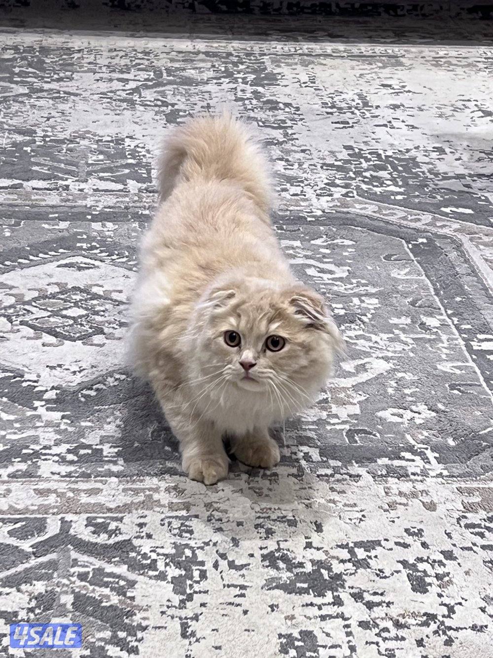 برتش فولد للبيع0