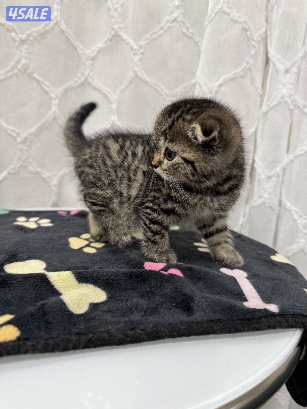 للبيع قطة سكوتش فولد  - Scottish fold kitten0
