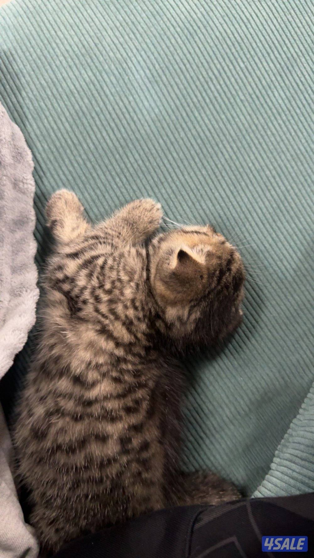 للبيع قطة سكوتش فولد  - Scottish fold kitten1