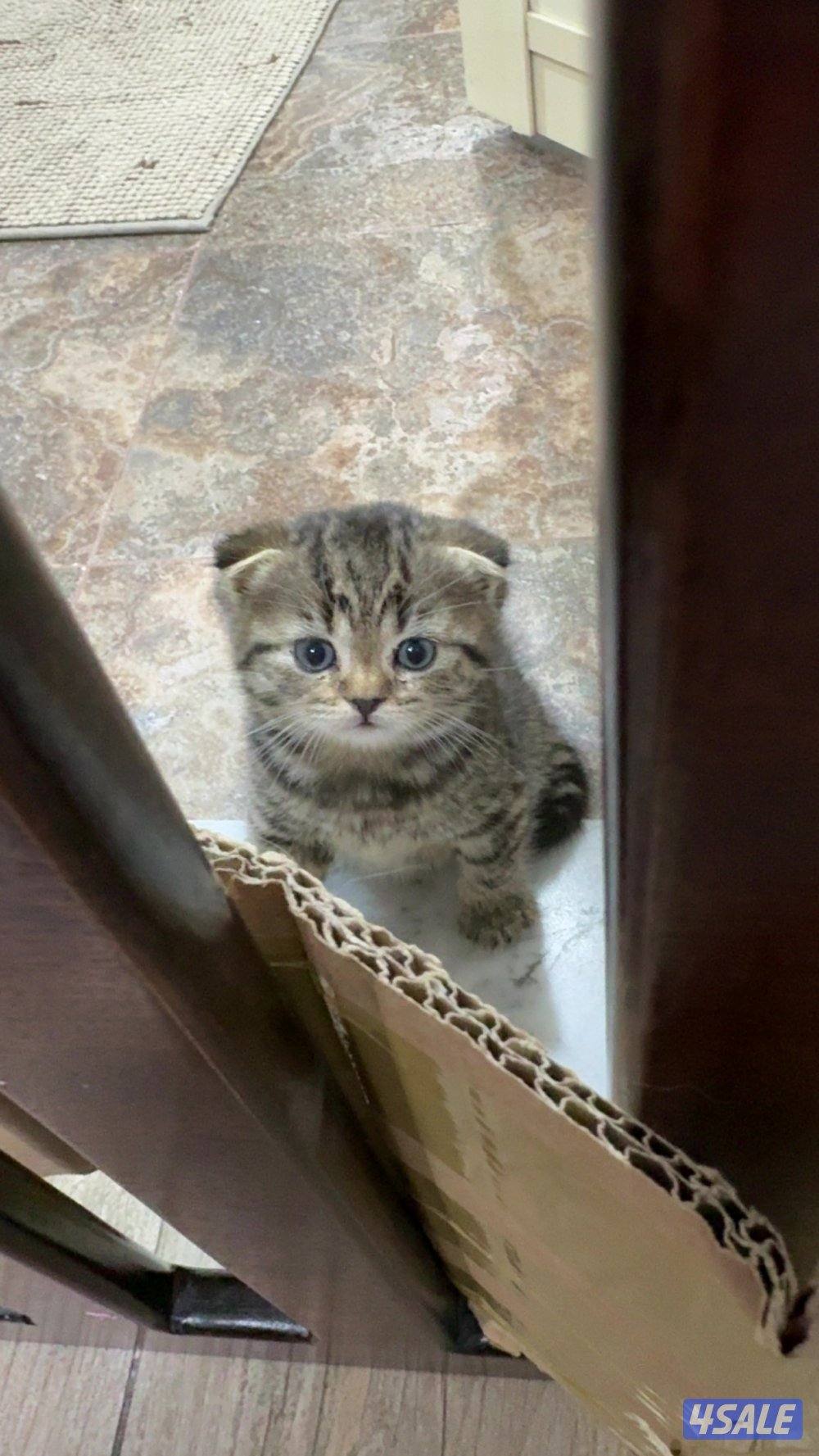 للبيع قطة سكوتش فولد  - Scottish fold kitten2