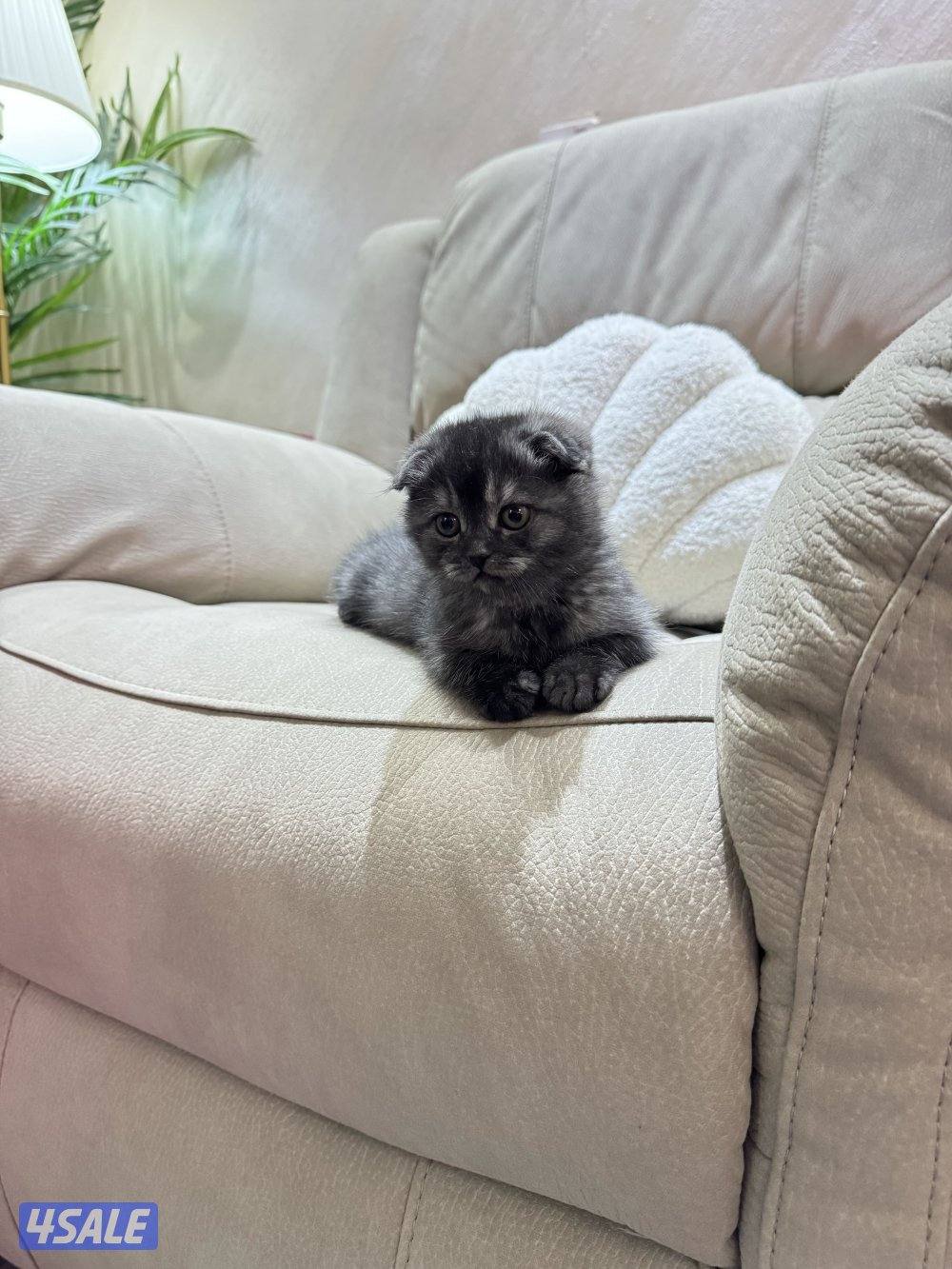 قط ذكر سكوتش فولد عمره شهرين1