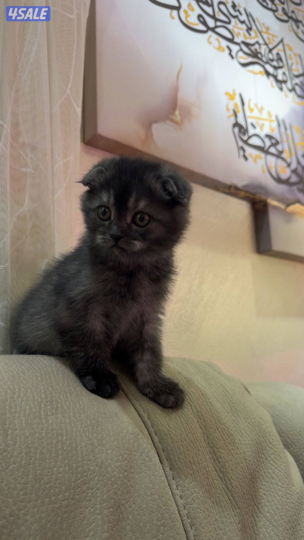 قط ذكر سكوتش فولد عمره شهرين3