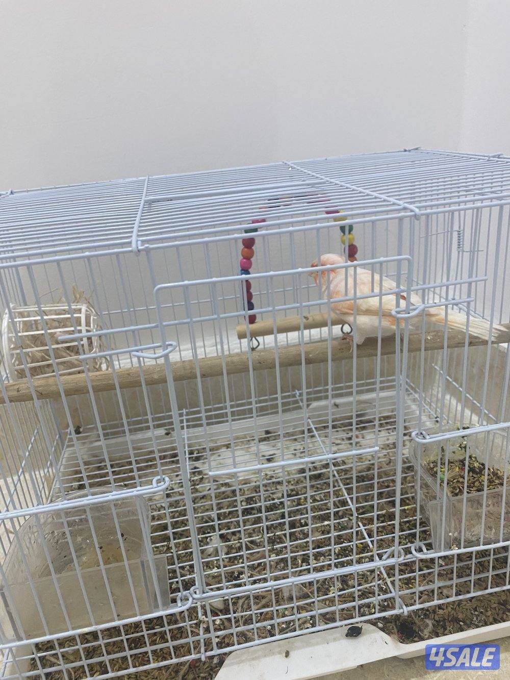 شرررررررط التغريد0