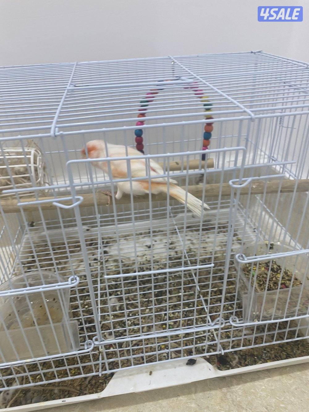 شرررررررط التغريد1