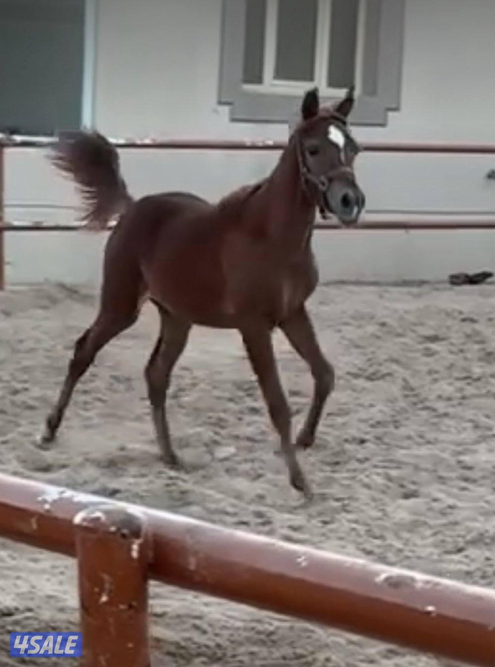 مهره عمره ٩ شهور0