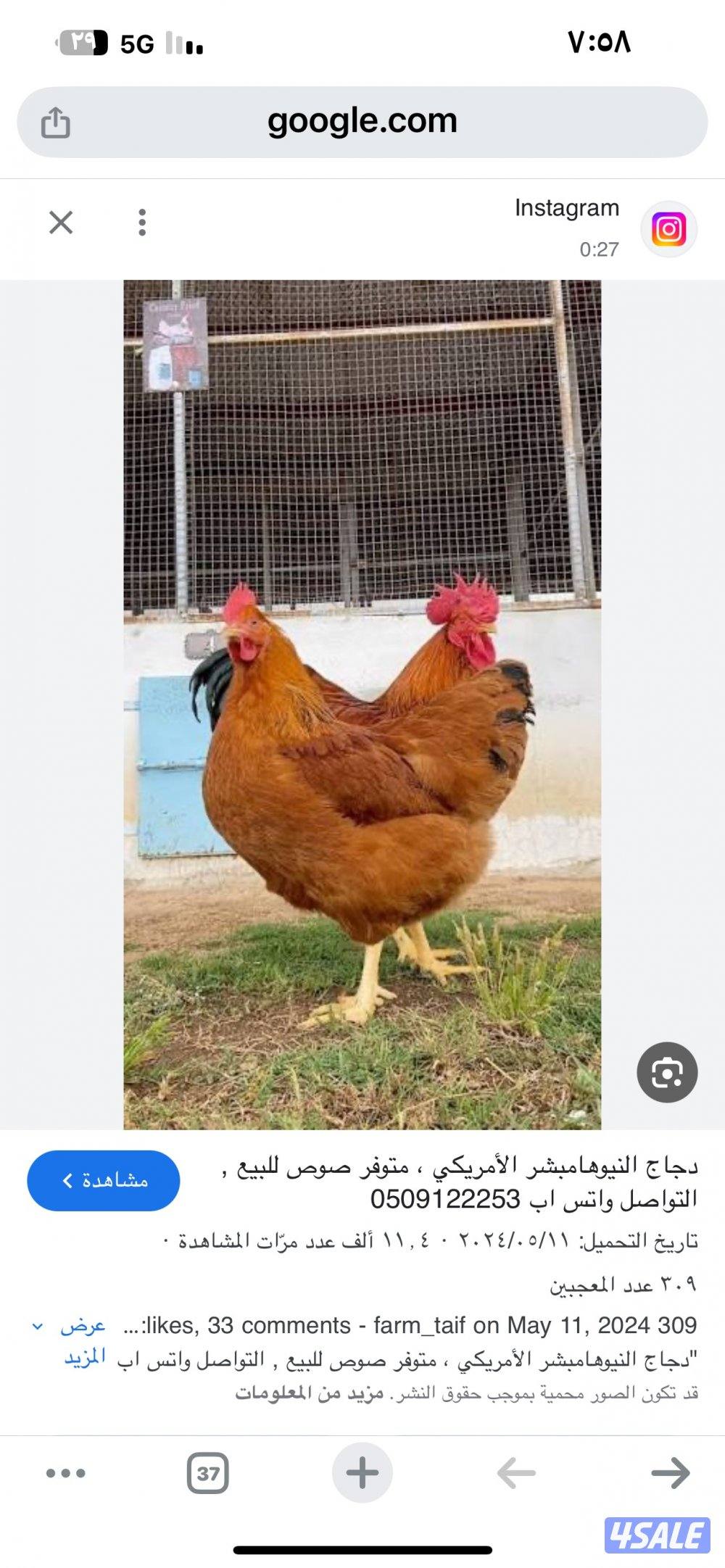 البيع افروخ امريكي  عمر ٤٠يوم0