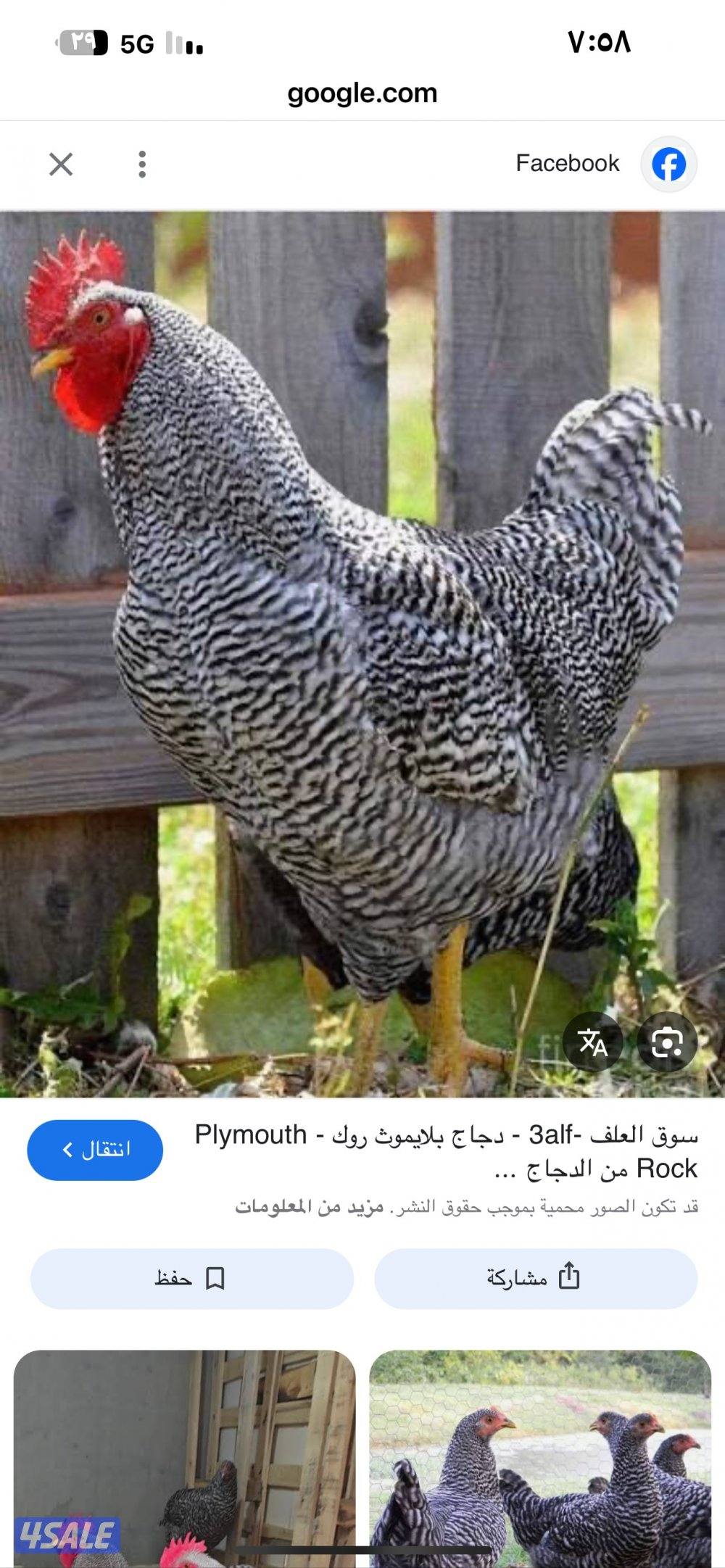 البيع افروخ امريكي  عمر ٤٠يوم1