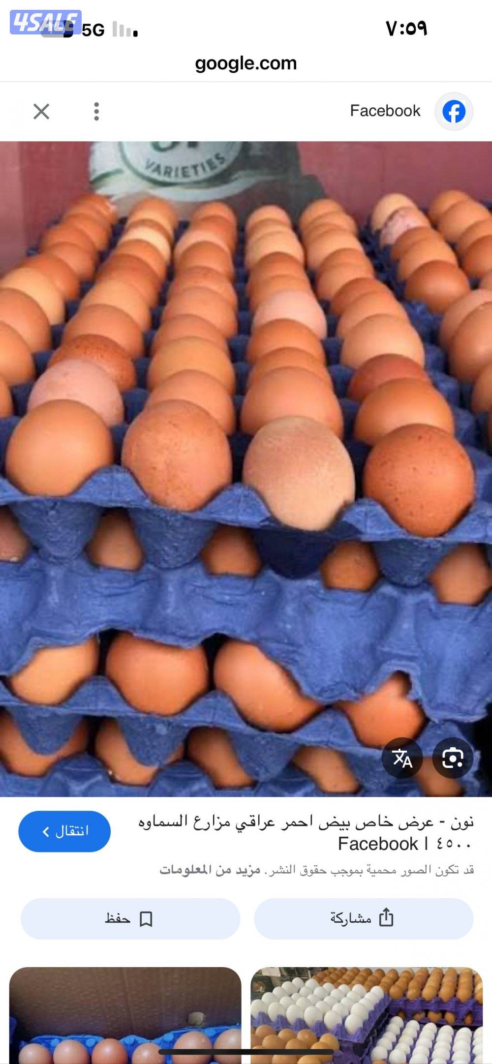 البيع افروخ امريكي  عمر ٤٠يوم2