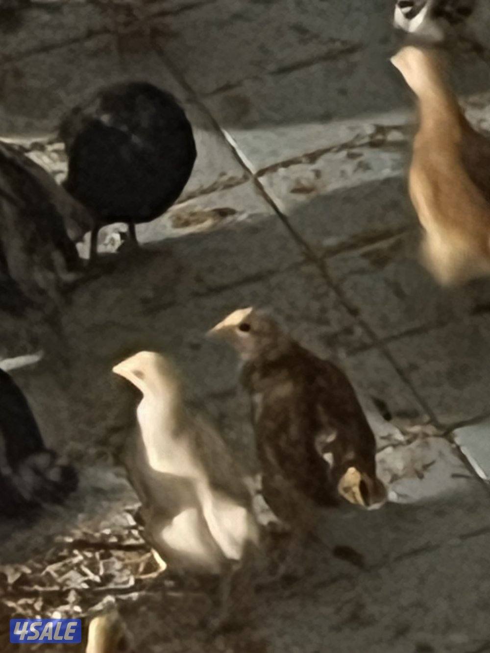 البيع افروخ امريكي  عمر ٤٠يوم3