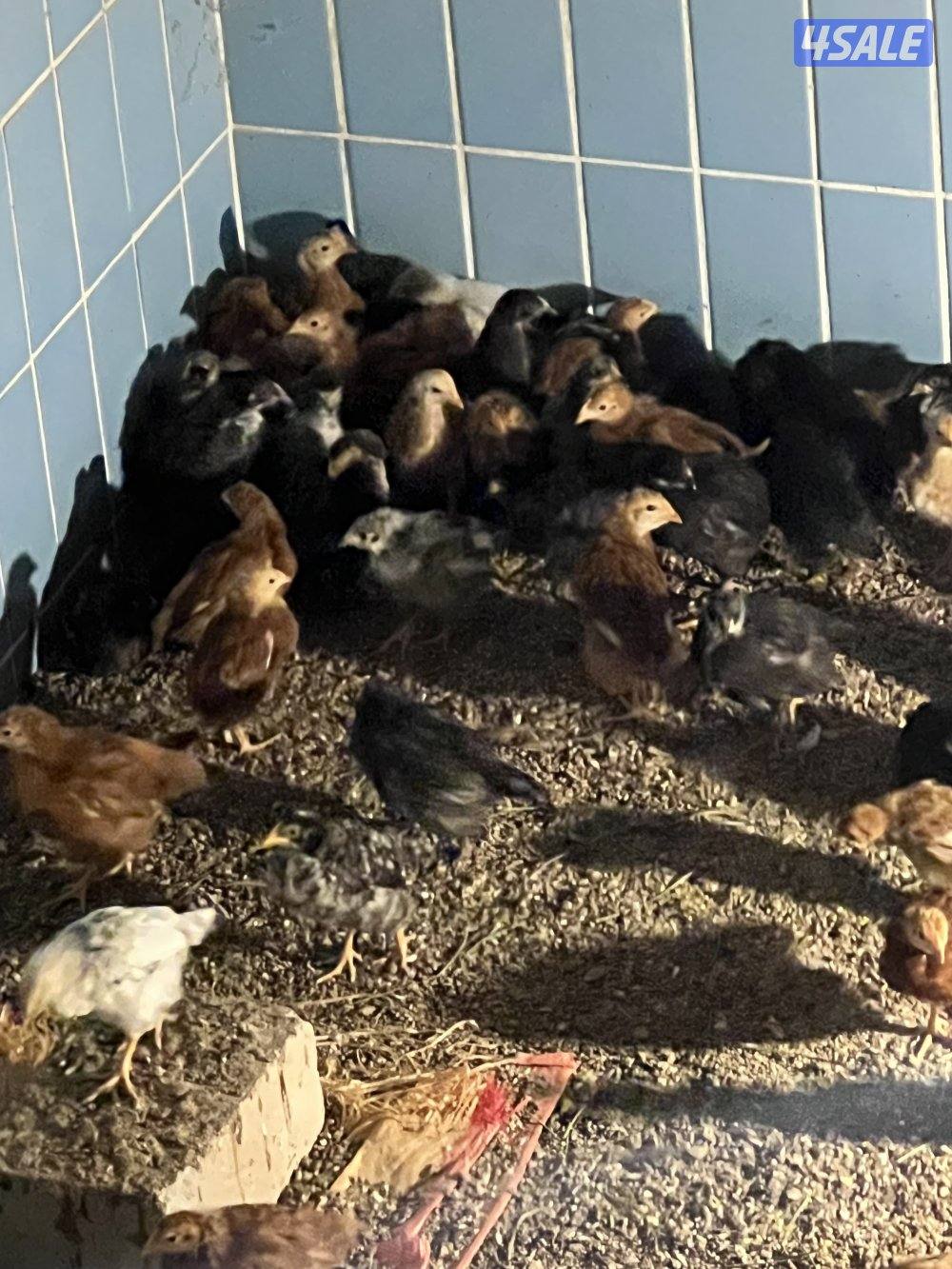 البيع افروخ امريكي  عمر ٤٠يوم4