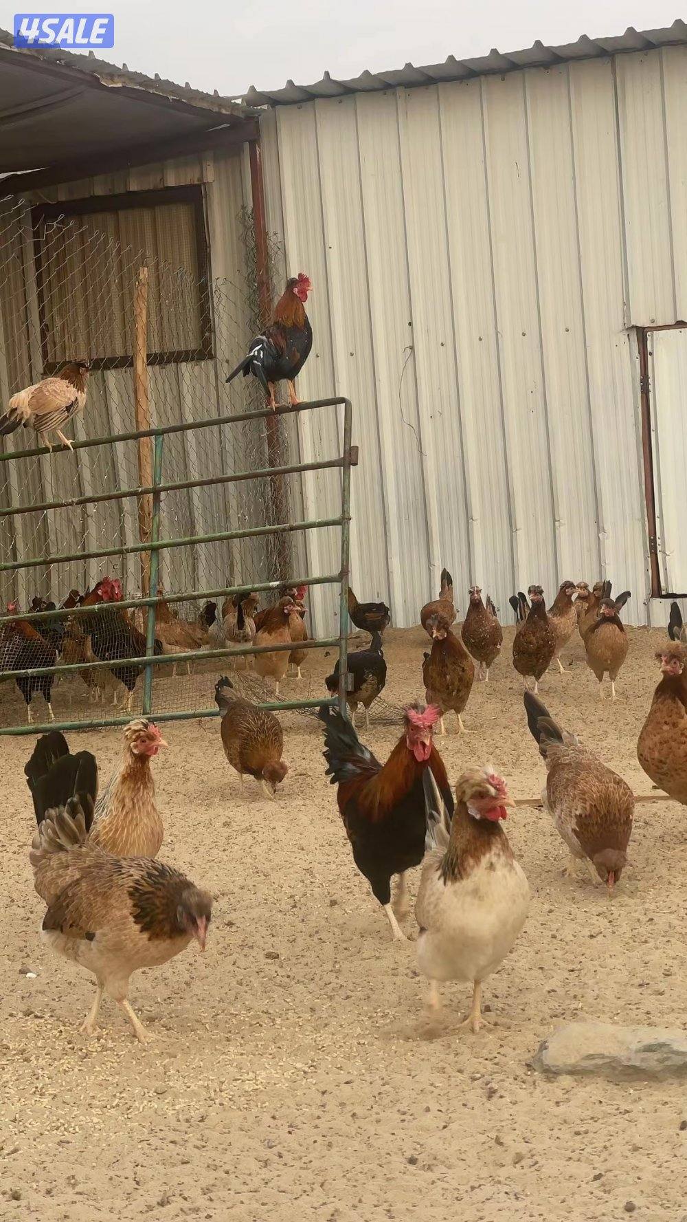 دجاج عربي قديم مرسس القرعوطه والسمران توه مبلش بيض العدد 500