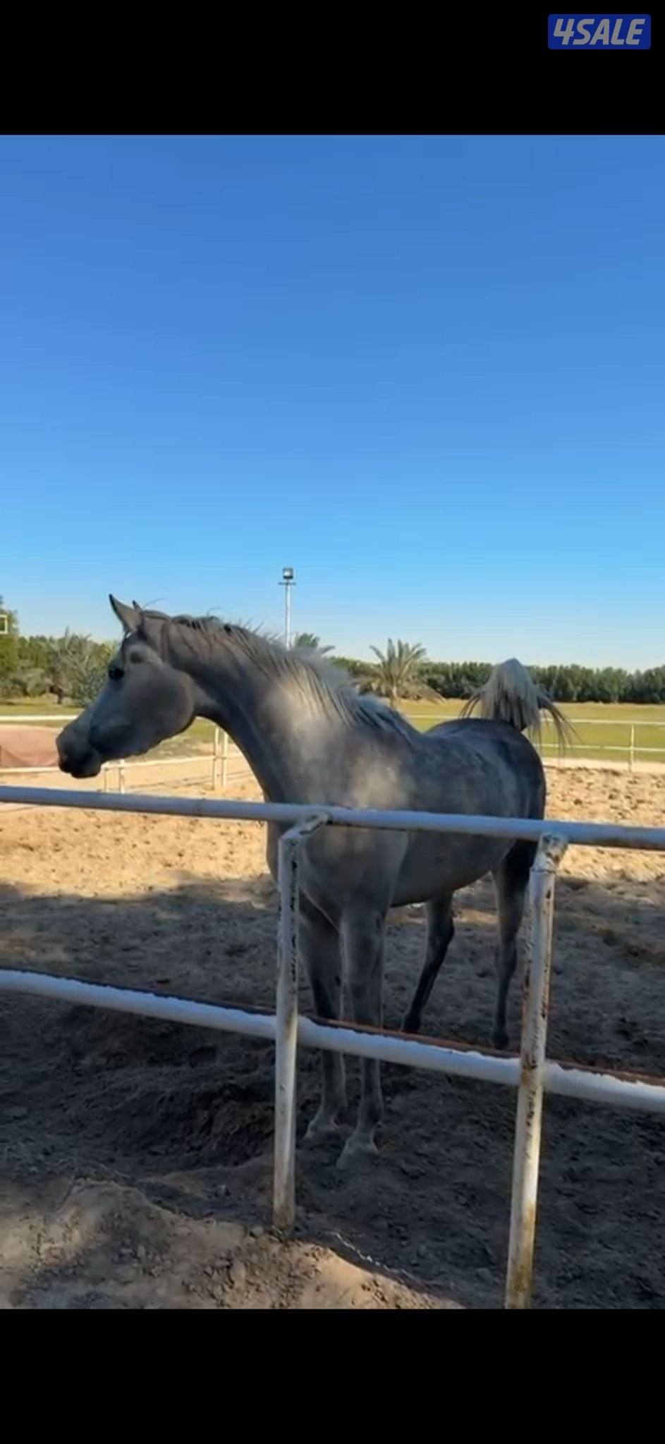 للبيع فرس مكس0