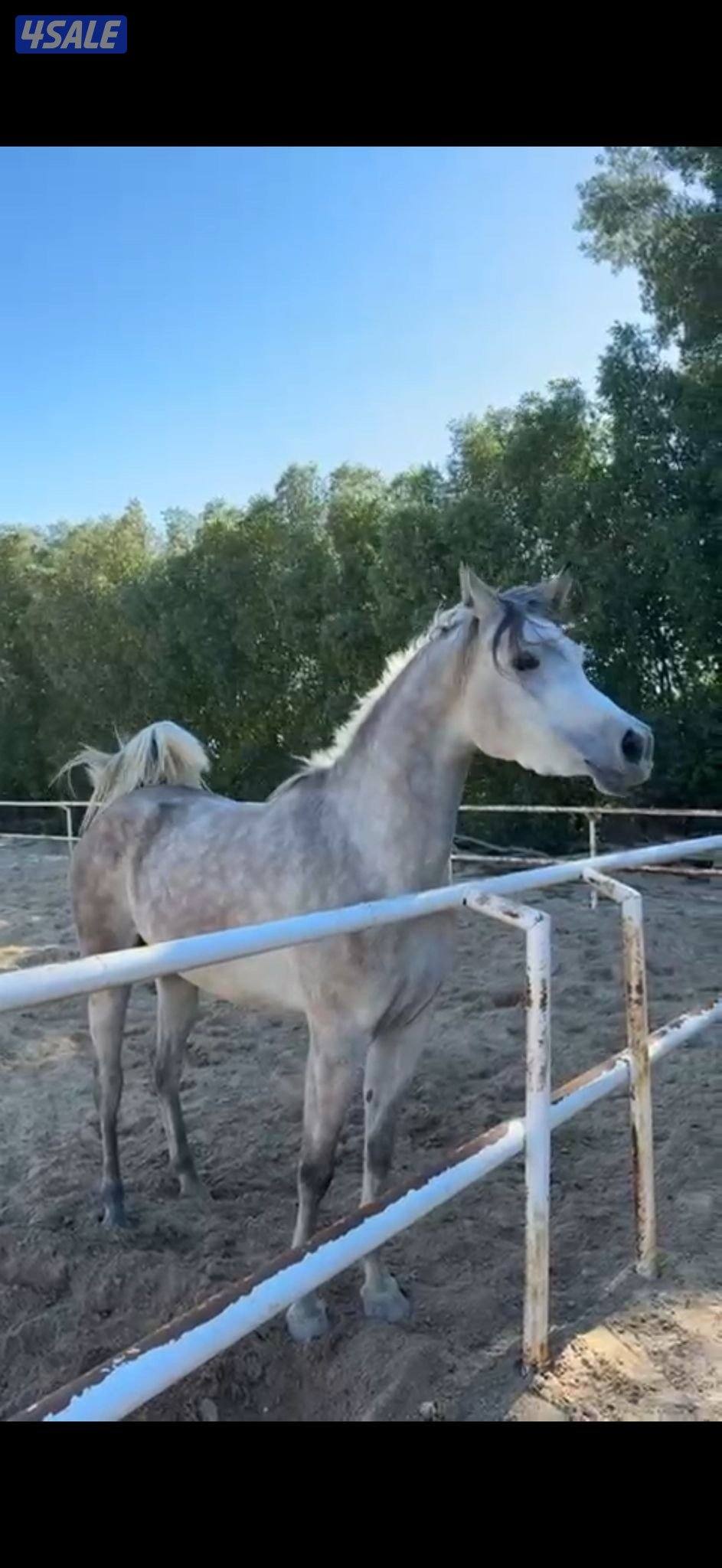 للبيع فرس مكس1