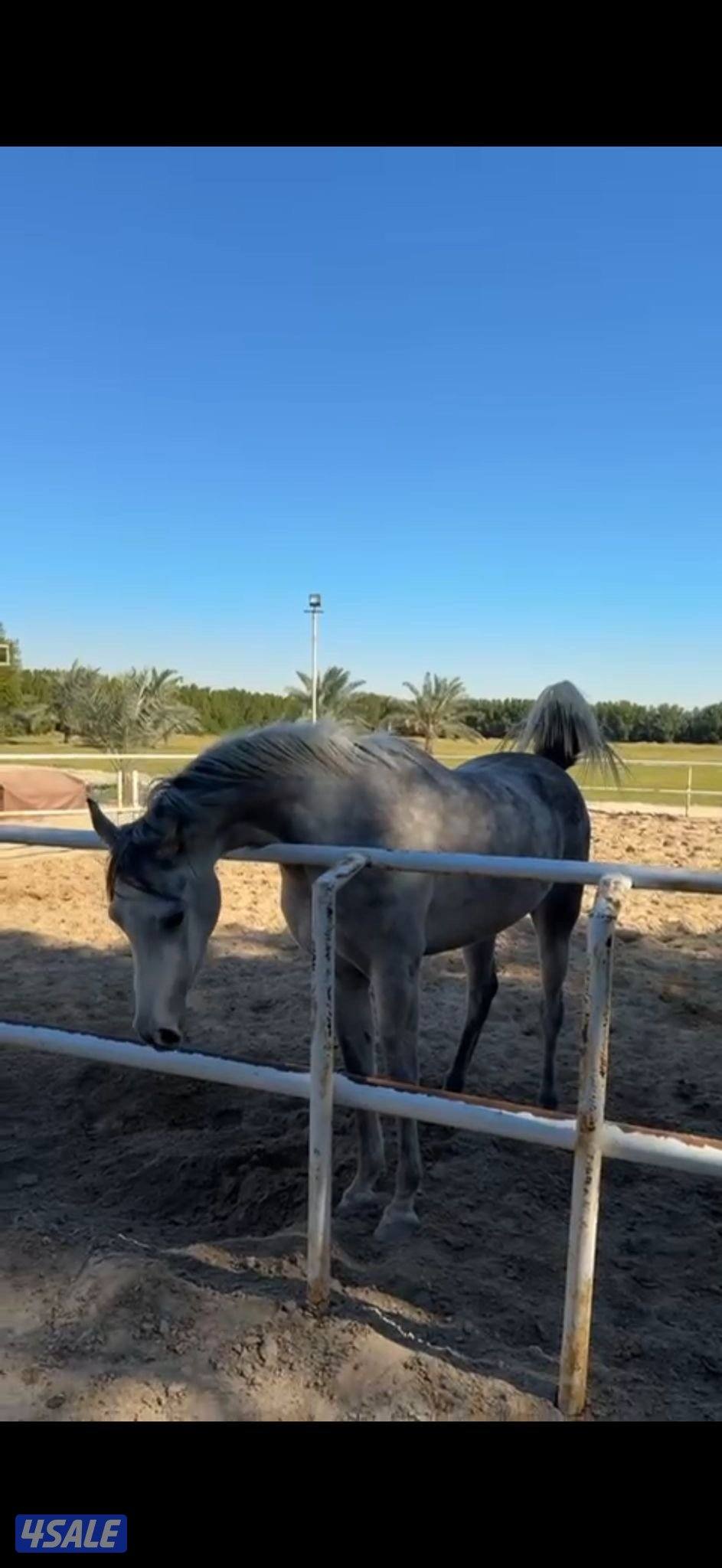 للبيع فرس مكس2