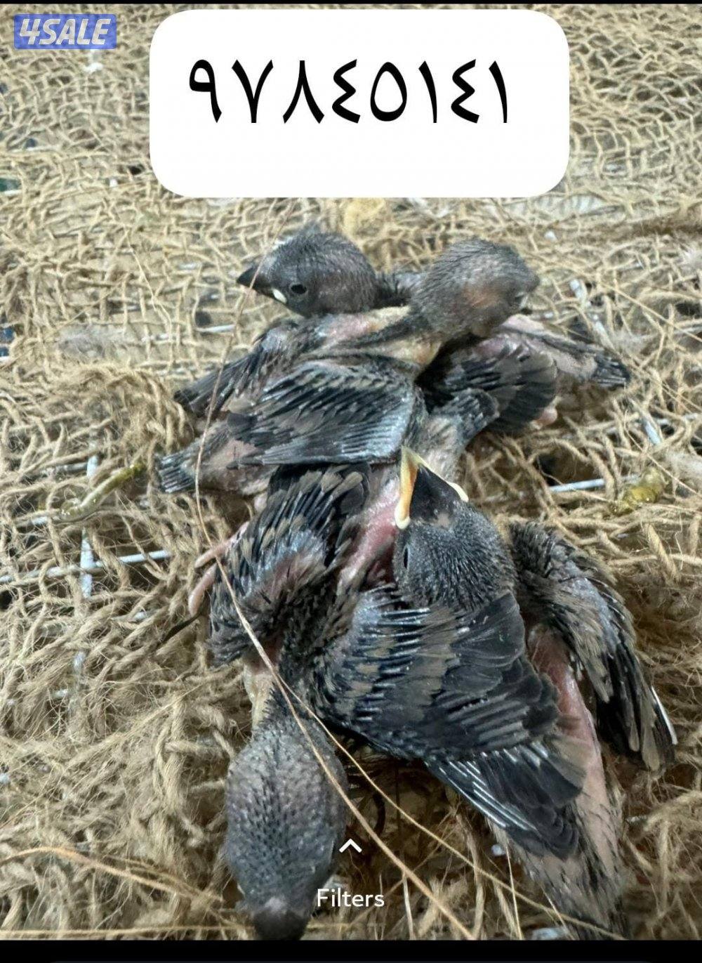 فروخ جاوا لون كحلي و في سلفر0