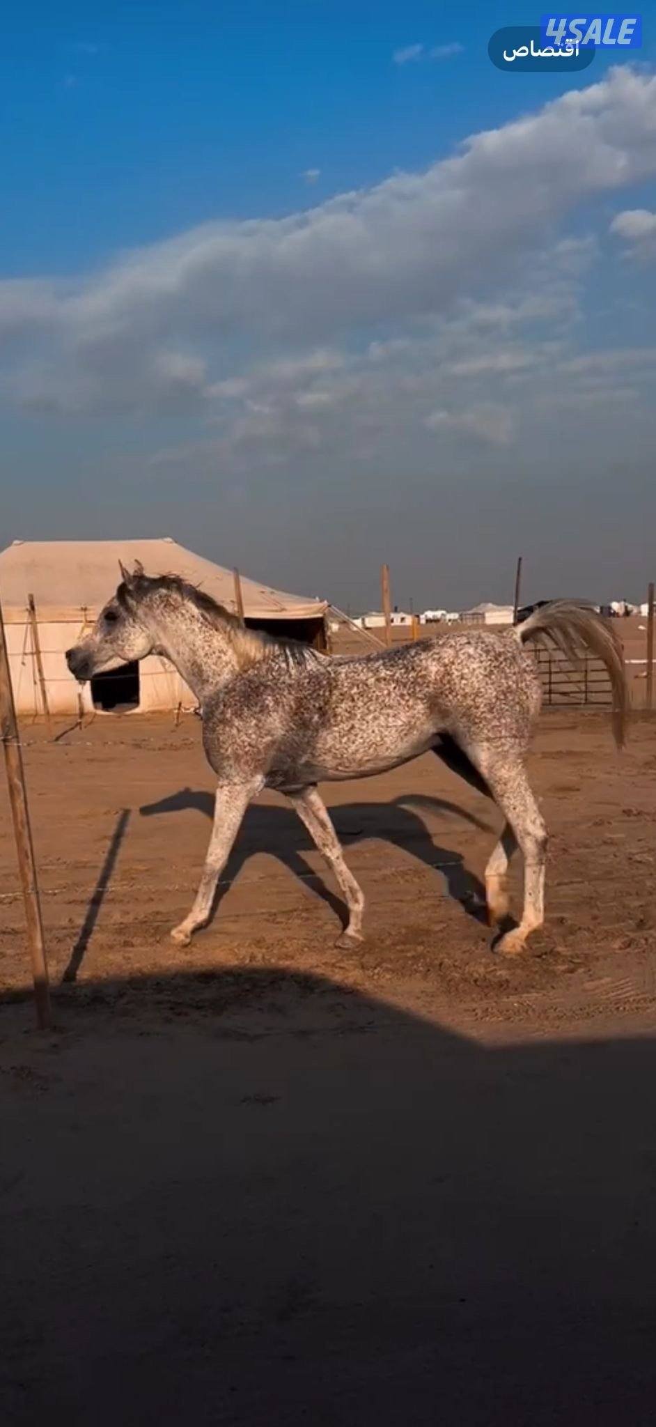 للبيع حصان بلدي العمر من٩لي ١٠ سليم هادي للركوب يصلح لكبير وصغير0