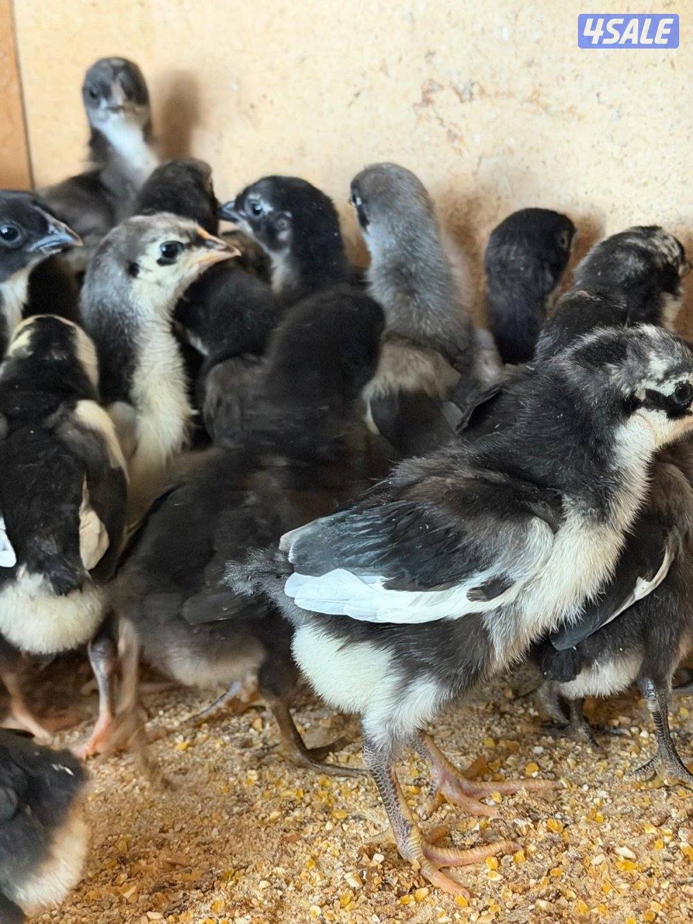 للبيع فروخ دجاج عقارب0