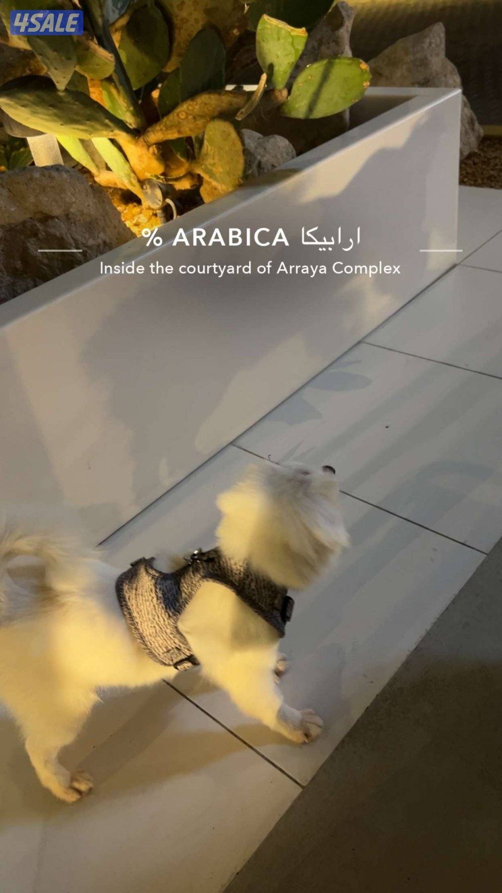 للبيع كلب بومرينيان انثى0