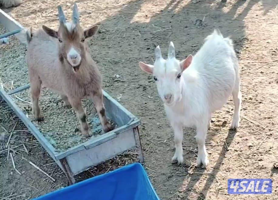 تيوس جيكي العدد ٢السعر ٣٥ دينار ولدينا جميع انواع الطيور0