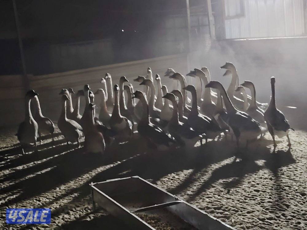 تيوس جيكي العدد ٢السعر ٣٥ دينار ولدينا جميع انواع الطيور1