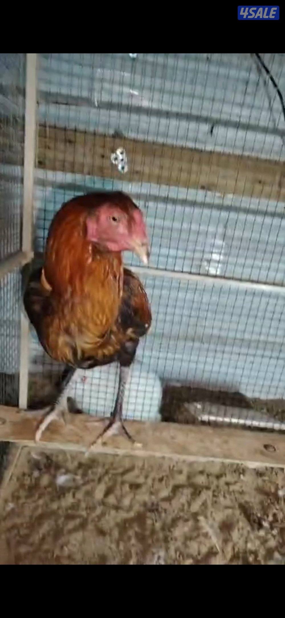 تيوس جيكي العدد ٢السعر ٣٥ دينار ولدينا جميع انواع الطيور3