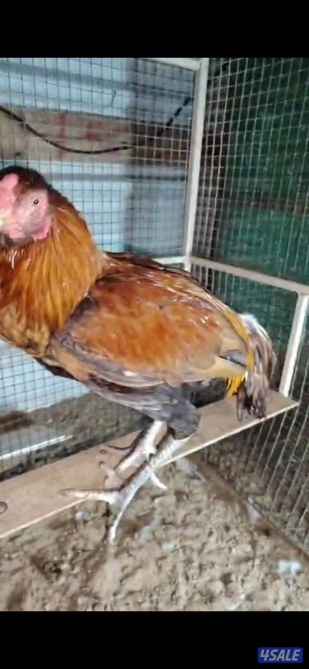 تيوس جيكي العدد ٢السعر ٣٥ دينار ولدينا جميع انواع الطيور4