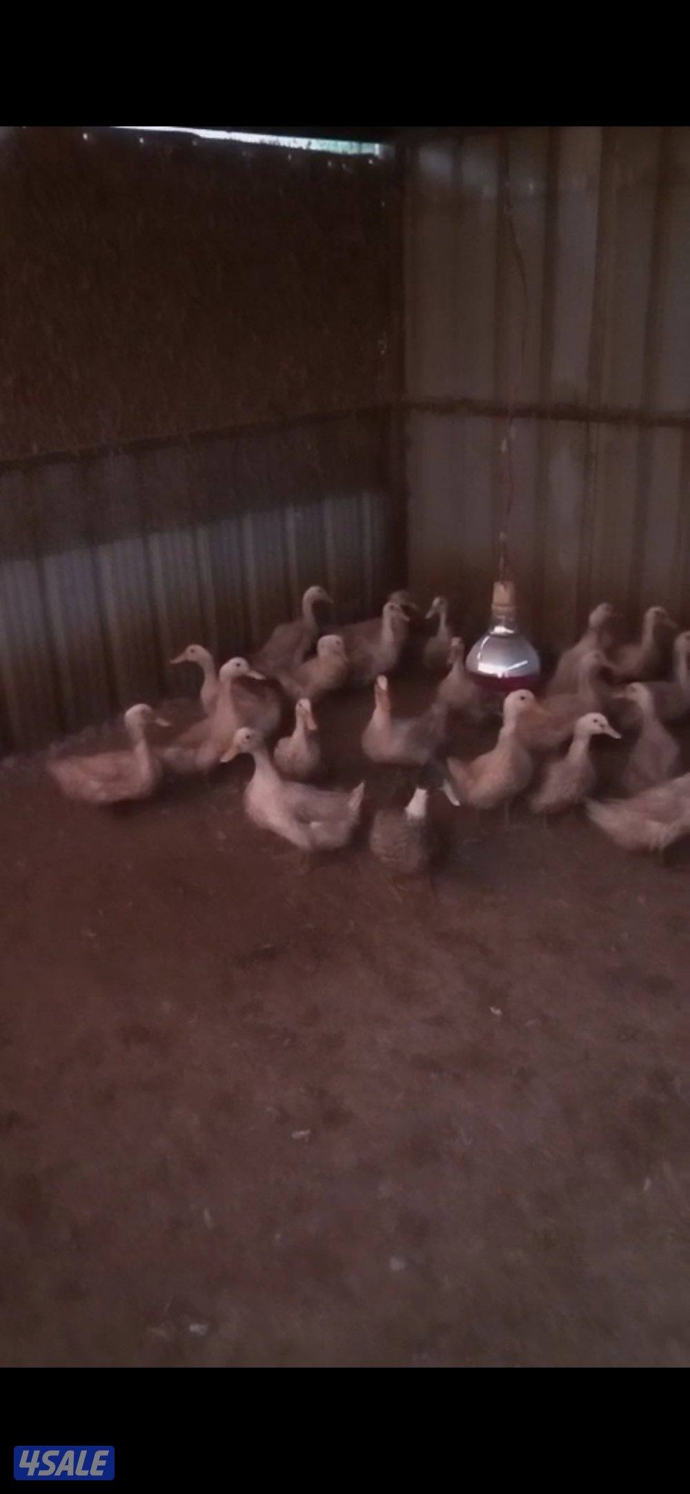 تيوس جيكي العدد ٢السعر ٣٥ دينار ولدينا جميع انواع الطيور7