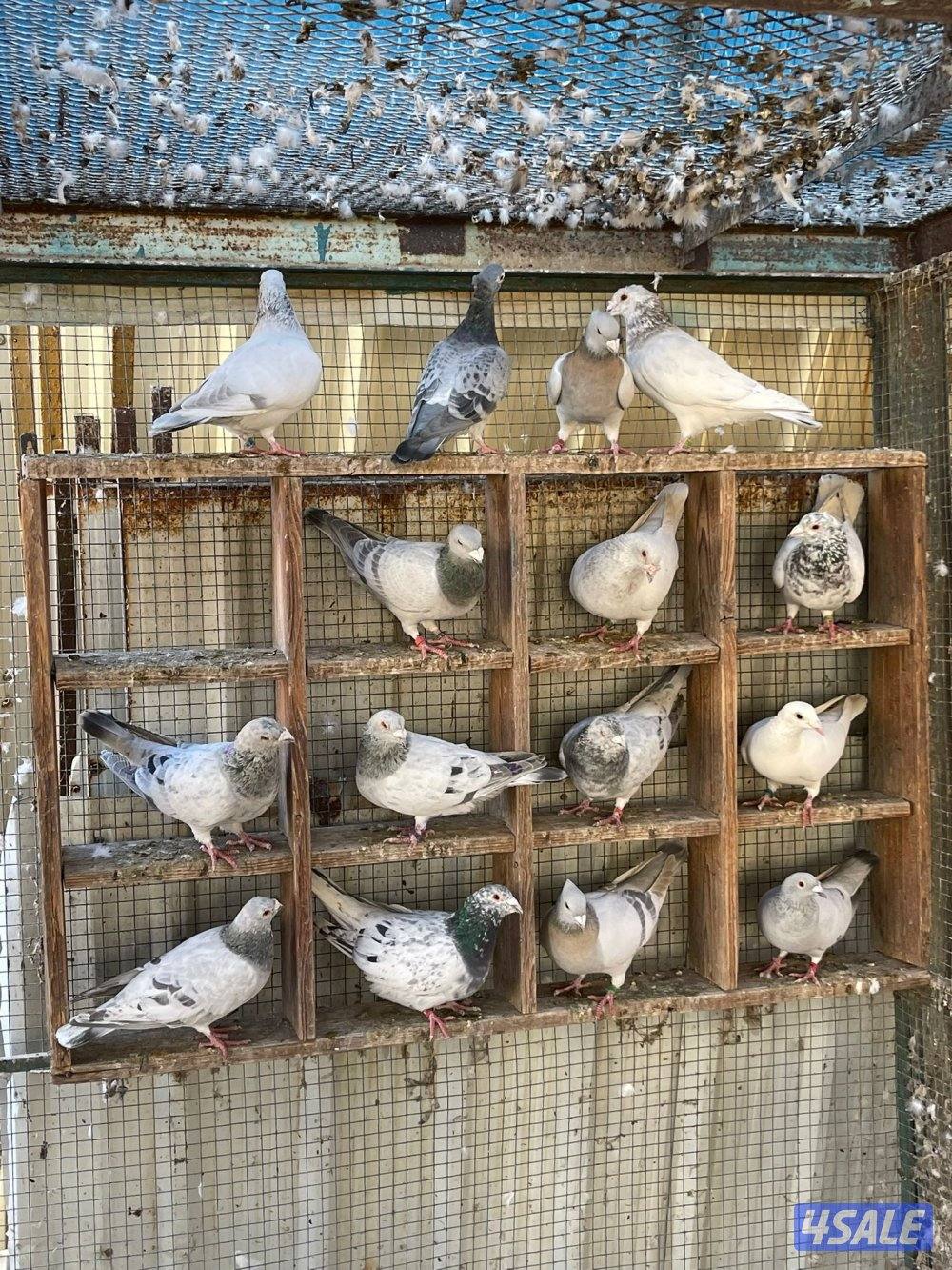 حمام زاجل و حمام ايراني13